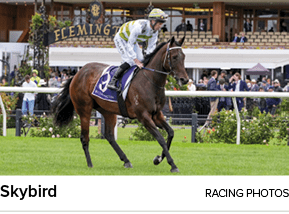 Skybird racing photo