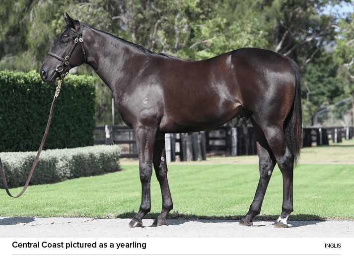 Central Coast pictured as a yearling Ingli