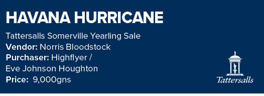 HAVANA HURRICANE Tattersalls Somerville Yearling Sale Vendor: Norris Bloodstock Purchaser: Highflyer / Eve Johnson Ho...
