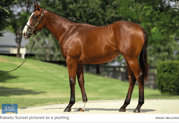 Kakadu Sunset pictured as a yearling magic million