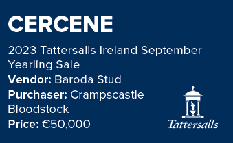 CERCENE 2023 Tattersalls Ireland September Yearling Sale Vendor: Baroda Stud Purchaser: Crampscastle Bloodstock Price...