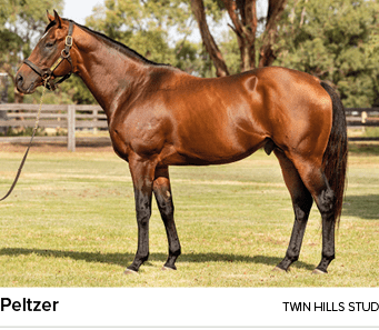 Peltzer Twin Hills stu