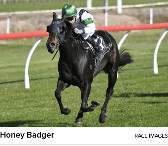 Honey Badger Race Image