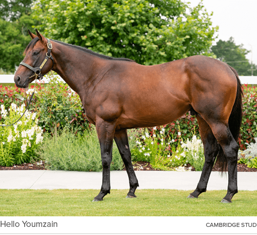 Hello Youmzain Cambridge Stu