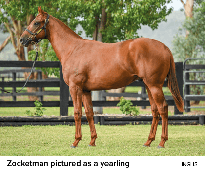 Zocketman pictured as a yearling Ingli