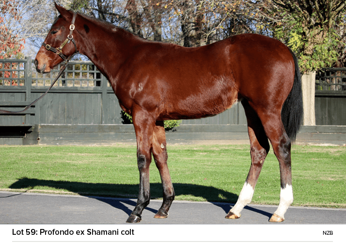Lot 59: Profondo ex Shamani colt nz