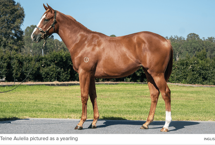 Teine Aulelia pictured as a yearling Ingli