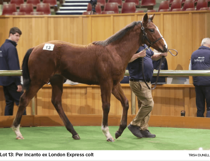 Lot 13: Per Incanto ex London Express colt Trish Dunel