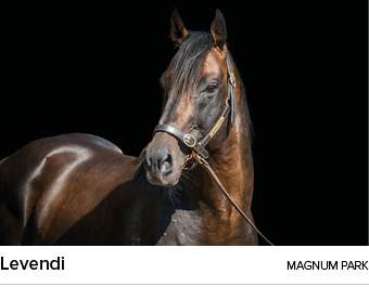 Levendi Magnum Par