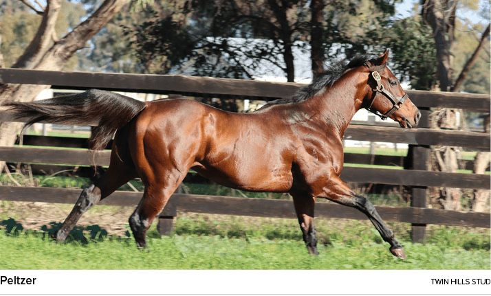 Peltzer twin hills stu