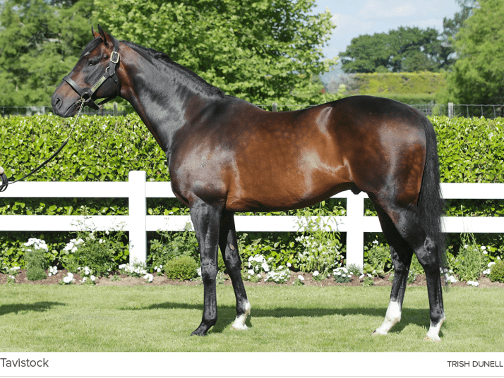 Tavistock Trish Dunel