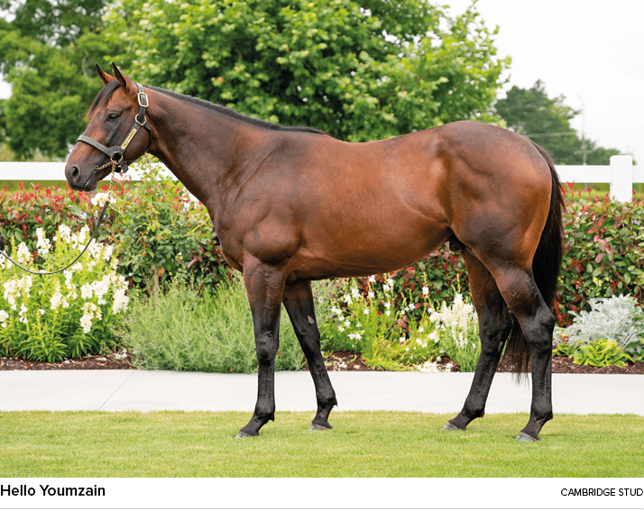 Hello Youmzain Cambridge Stu