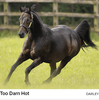 Too Darn Hot DARLE