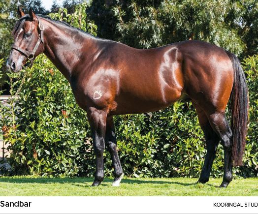 Sandbar kooringal stu