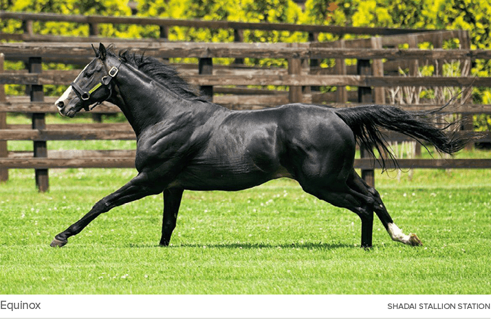 Equinox Shadai Stallion Statio