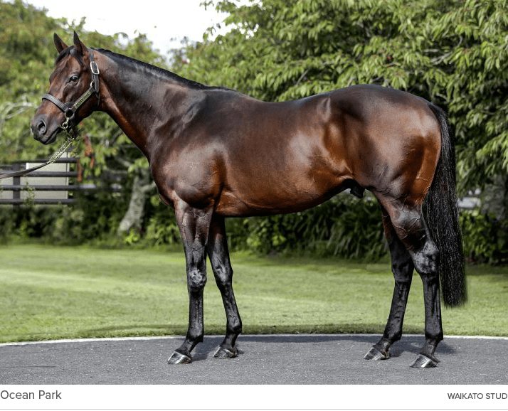 Ocean Park Waikato Stu