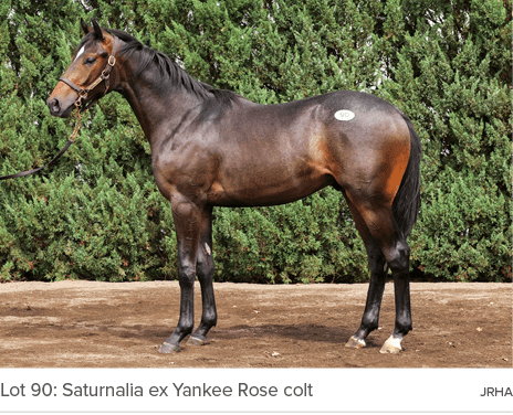 Lot 90: Saturnalia ex Yankee Rose colt JRH