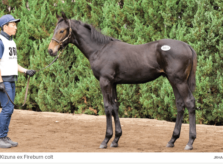 Kizuna ex Fireburn colt JRH