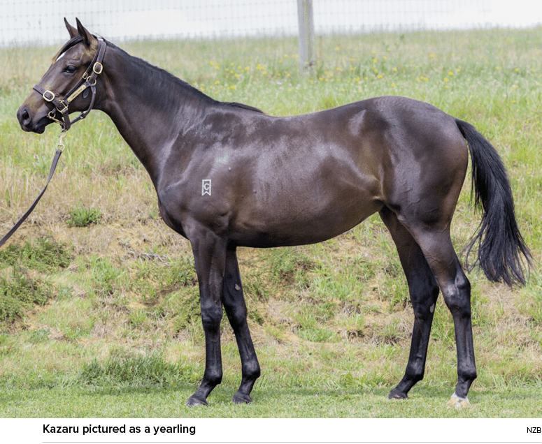 Kazaru pictured as a yearling NZ