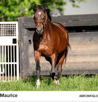 Maurice arrowfiel