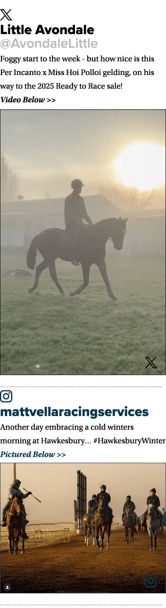 ￼ Little Avondale @AvondaleLittle Foggy start to the week but how nice is this Per Incanto x Miss Hoi Polloi gelding,...