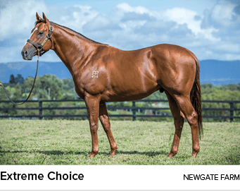 Extreme Choice Newgate Far