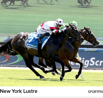 New York Lustre sportpi