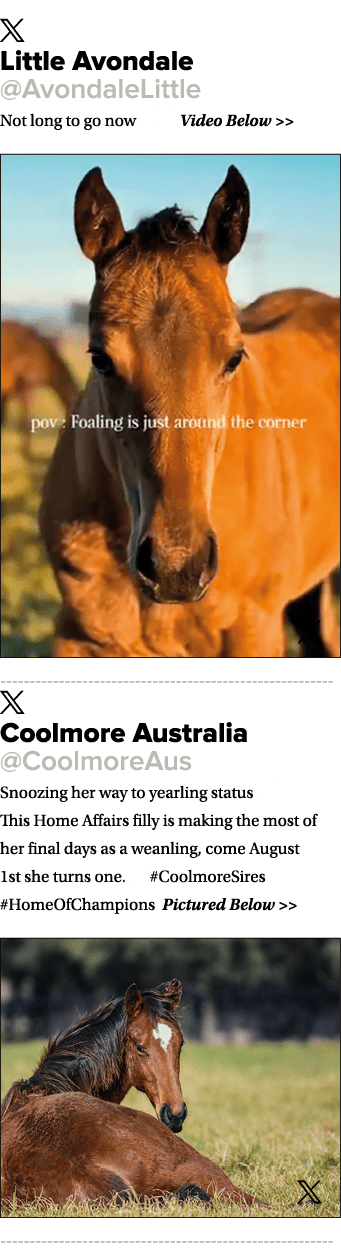 ￼ Little Avondale @AvondaleLittle Not long to go now 🤞😘 Video Below   ￼ ￼ Coolmore Australia @CoolmoreAus Snoozing...