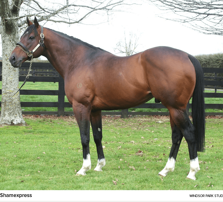 Shamexpress windsor park stu