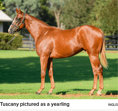 Tuscany pictured as a yearling INGLI