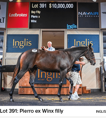 Lot 391: Pierro ex Winx filly ingli