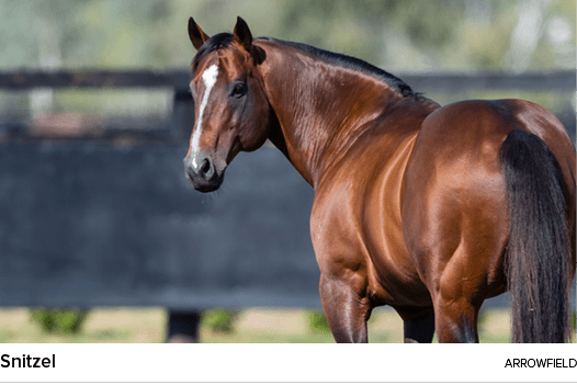 Snitzel arrowfiel