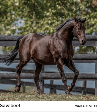 Savabeel waikato stu