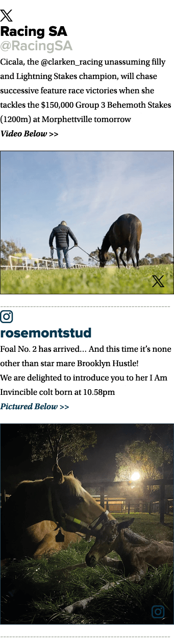 ￼ Racing SA @RacingSA Cicala, the @clarken_racing unassuming filly and Lightning Stakes champion, will chase successi...