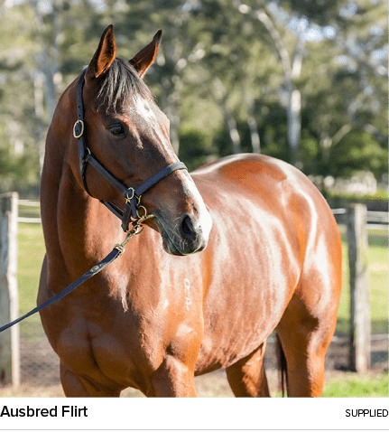 Ausbred Flirt Supplie