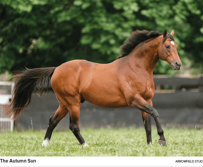 The Autumn Sun arrowfield stu