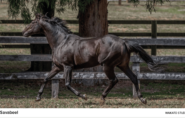 Savabeel waikato stu