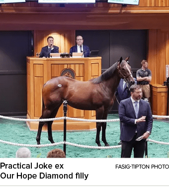 Practical Joke ex Fasig Tipton Photo Our Hope Diamond filly 