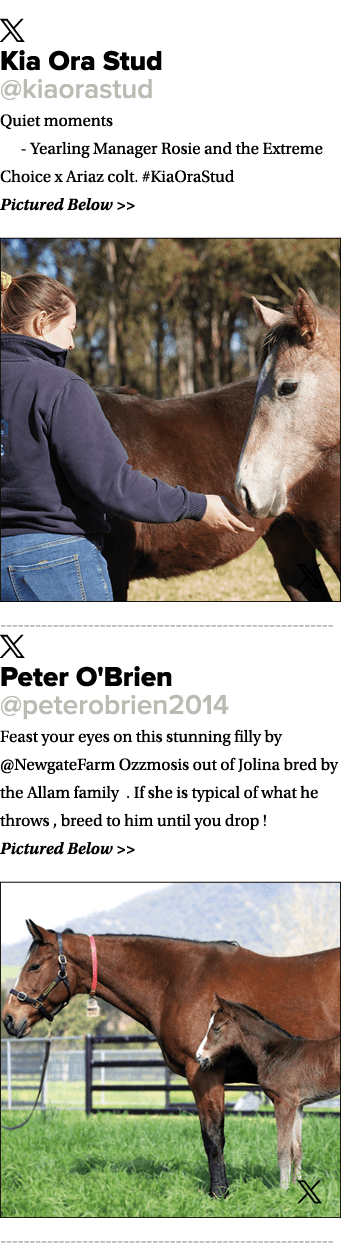 ￼ Kia Ora Stud @kiaorastud Quiet moments 🖤 📸 Yearling Manager Rosie and the Extreme Choice x Ariaz colt. #KiaOraStu...