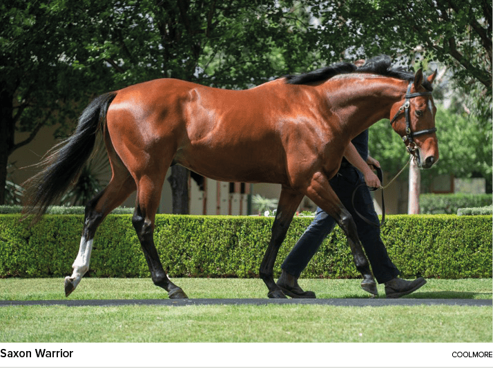 Saxon Warrior coolmor