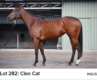 Lot 282: Cleo Cat Ingli