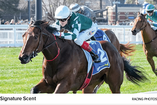 Signature Scent racing photo