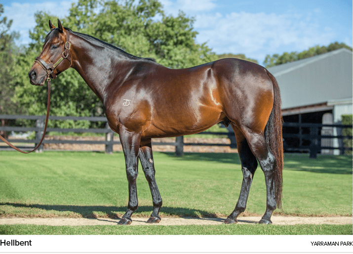 Hellbent yarraman par