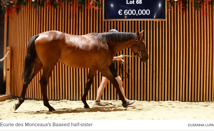 Ecurie des Monceaux's Baaeed half sister ZUZANNA LUP