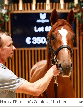 Haras d'Etreham's Zarak half brother R