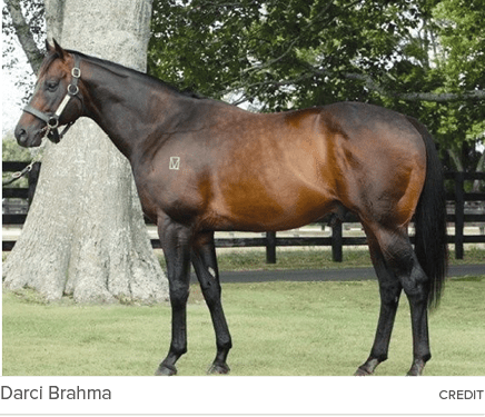 Darci Brahma credi