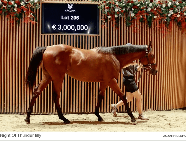 Night Of Thunder filly ZUZANNA LUP