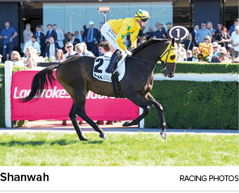 Shanwah racing photo