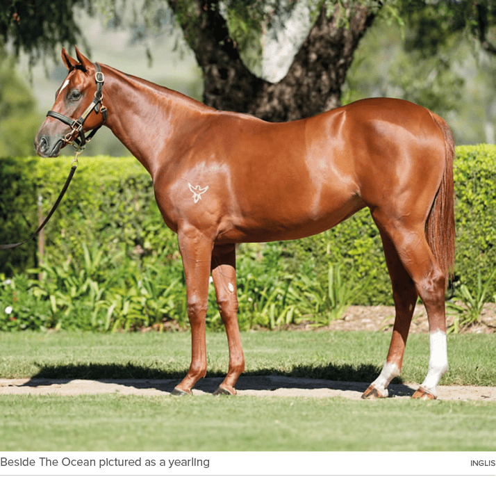Beside The Ocean pictured as a yearling ingli