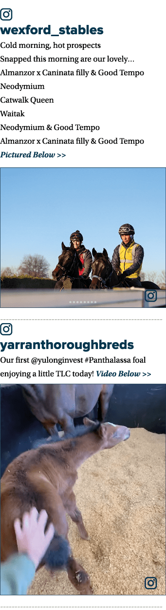 ￼ wexford_stables Cold morning, hot prospects Snapped this morning are our lovely… Almanzor x Caninata filly & Good T...